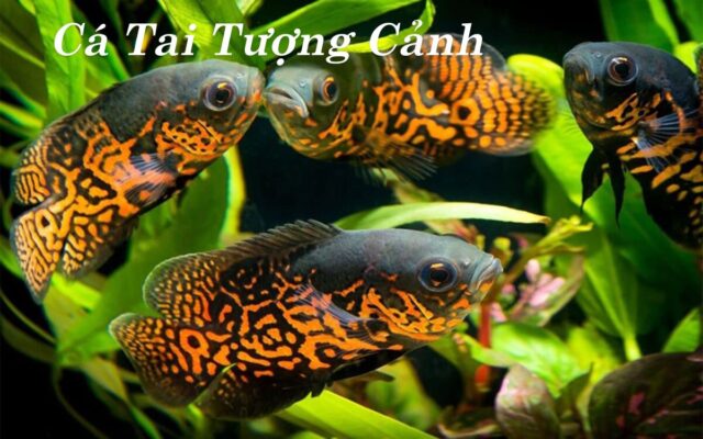 Cá Tai Tượng Cảnh – Đặc Điểm, Cách Nuôi và Chăm Sóc Chi Tiết