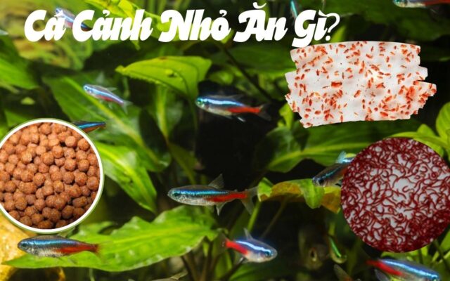 Cá Cảnh Nhỏ Ăn Gì? Bí Quyết Chăm Sóc Cá Cảnh Nhỏ Đúng Cách