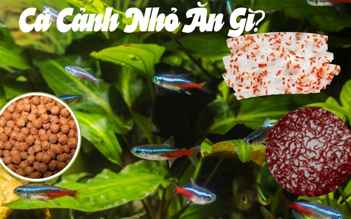 Cá Cảnh Nhỏ Ăn Gì? Bí Quyết Chăm Sóc Cá Cảnh Nhỏ Đúng Cách