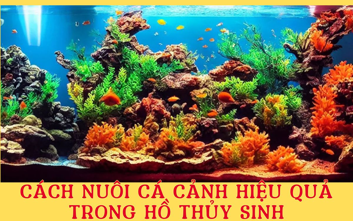 Cách Nuôi Cá Cảnh Hiệu Quả Trong Hồ Thủy Sinh