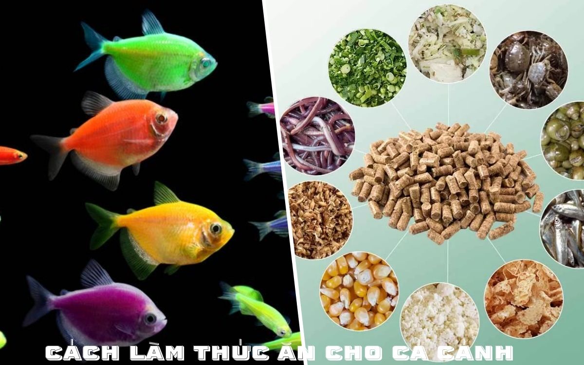 Hướng Dẫn Cách Làm Thức Ăn Cho Cá Cảnh Tại Nhà