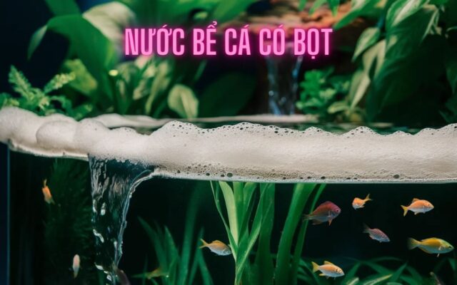 Nước Bể Cá Có Bọt: Nguyên Nhân, Tác Hại Và Giải Pháp Toàn Diện