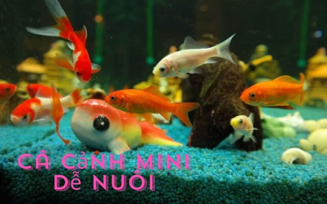 Top 5 Cá Cảnh Mini Dễ Nuôi