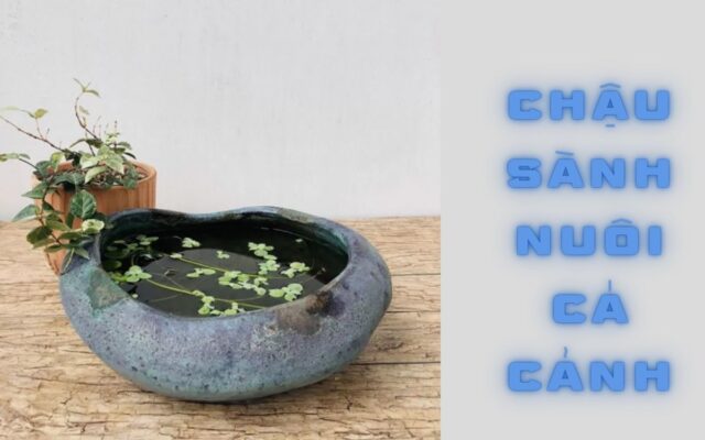 Chậu Sành Nuôi Cá Cảnh – Lựa Chọn Hoàn Hảo Cho Không Gian Sống Xanh