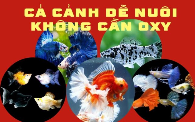 Cá Cảnh Dễ Nuôi Không Cần Oxy