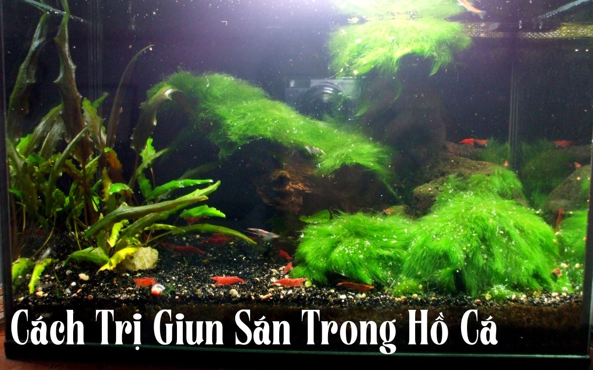 Cách Trị Giun Sán Trong Hồ Cá: Hướng Dẫn Chi Tiết Và Hiệu Quả